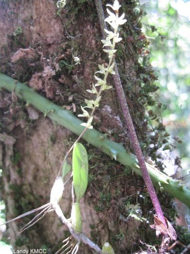 Bulbophyllum leptostachyum image