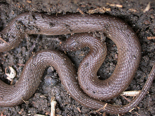 Rough Earthsnake