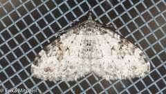 Lobophora nivigerata