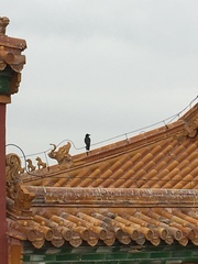 Corvus macrorhynchos