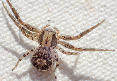 Xysticus californicus