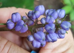 Dichorisandra thyrsiflora