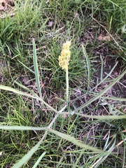 Lomatium triternatum triternatum