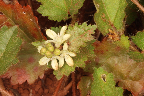 Croton glechomifolius