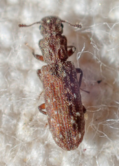 Lasconotus nucleatus