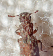 Lasconotus nucleatus