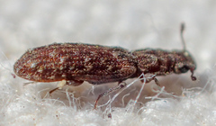 Lasconotus nucleatus