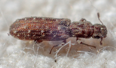Lasconotus nucleatus