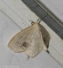 Scopula cacuminaria