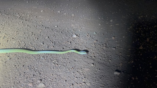 Brown Tree Snake sighting