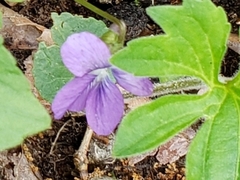 Viola palmata
