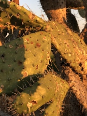 Opuntia jaliscana