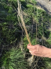 Festuca idahoensis