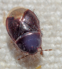 Chilocoris repetitus