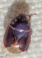 Chilocoris repetitus