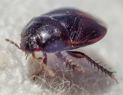 Chilocoris repetitus