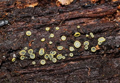 Chlorosplenium