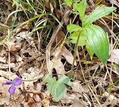 Viola palmata