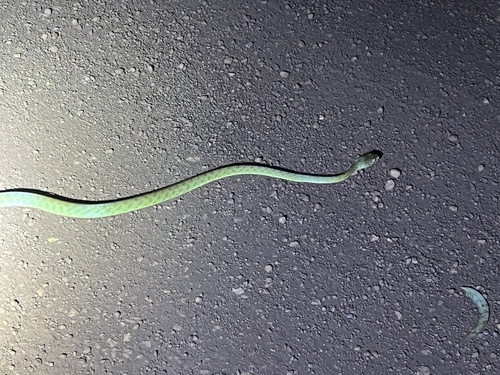 Brown Tree Snake sighting