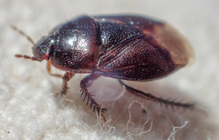 Chilocoris repetitus