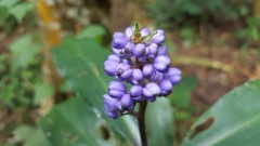 Dichorisandra thyrsiflora