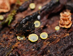 Chlorosplenium