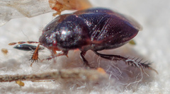 Chilocoris repetitus