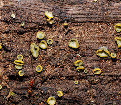 Chlorosplenium