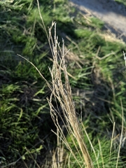 Festuca idahoensis