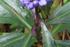 Dichorisandra thyrsiflora