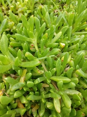 Disphyma australe australe