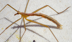 Apterobittacus apterus