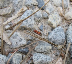 Pseudomethoca simillima