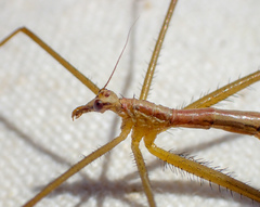 Apterobittacus apterus