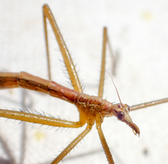 Apterobittacus apterus