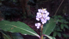 Dichorisandra thyrsiflora