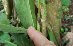 Dichorisandra thyrsiflora