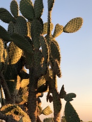 Opuntia jaliscana