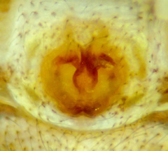 Xysticus californicus