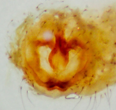 Xysticus californicus