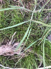 Lomatium triternatum triternatum