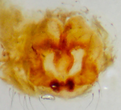 Xysticus californicus