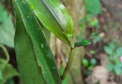 Dichorisandra thyrsiflora