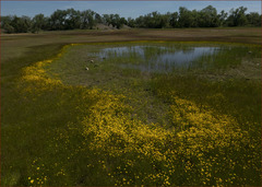 Plagiobothrys stipitatus