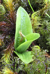 Pterostylis humilis