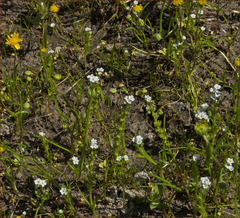Plagiobothrys stipitatus