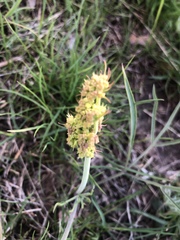 Lomatium triternatum triternatum