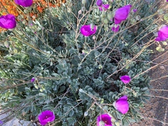 Cistanthe grandiflora