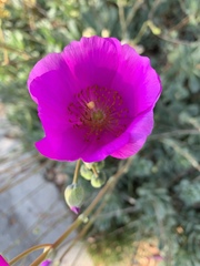 Cistanthe grandiflora