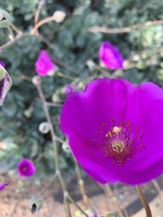 Cistanthe grandiflora